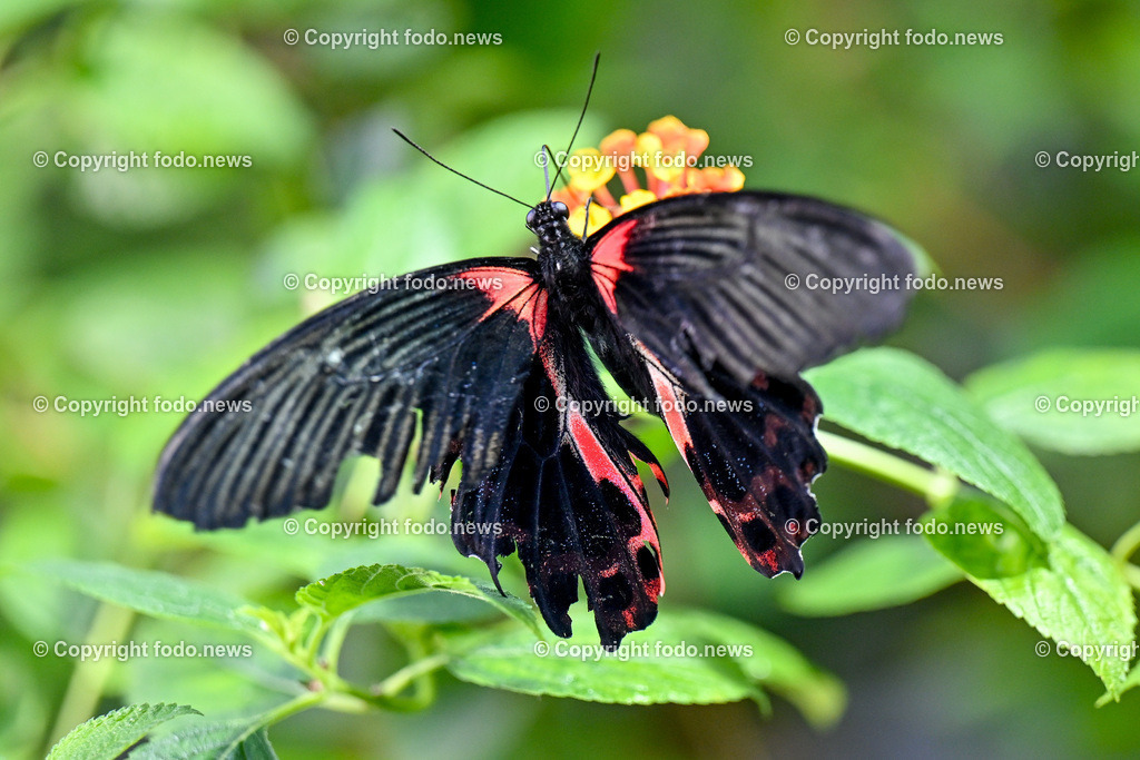 Botanischer Garten Linz_ Schmetterlinge_ Orchideen_ 21.01.2024-19 | 21.01.2024, Botanischer Garten Linz, AUT, Schmetterlinge, im Bild tropische Schmetterlinge, Schmetterling, Falter, Natur, Tiere, Blumen, Pflanzen, Insekten, Butterfly, Tropenhaus