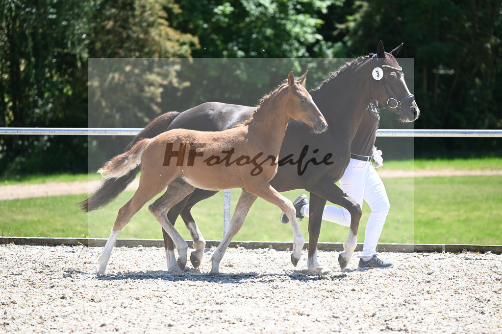 Kat-Nr. 3 HF Thuraus Giotto_Hummer_16230627 | hf-fotografie - Realisiert mit Pictrs.com