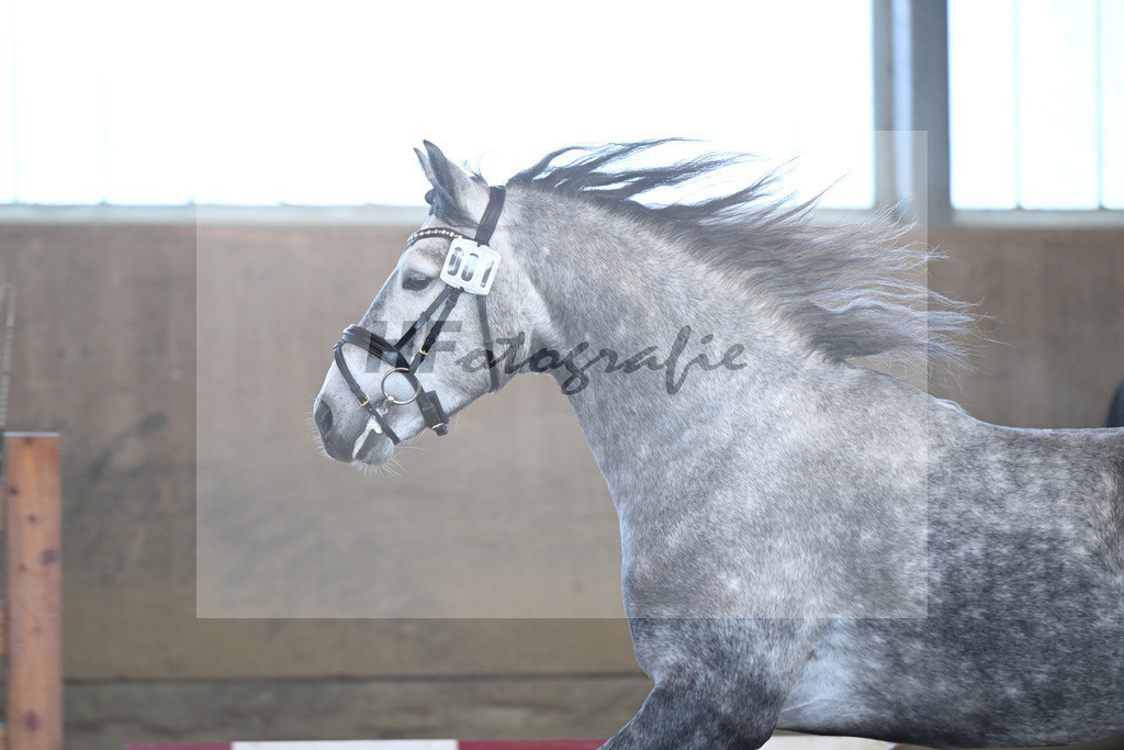 Kat-Nr. 1 Lisbergs Prince Philip v. Pattya Veuve Cosmic_ZG Lisberg_49250010 | hf-fotografie - Realisiert mit Pictrs.com