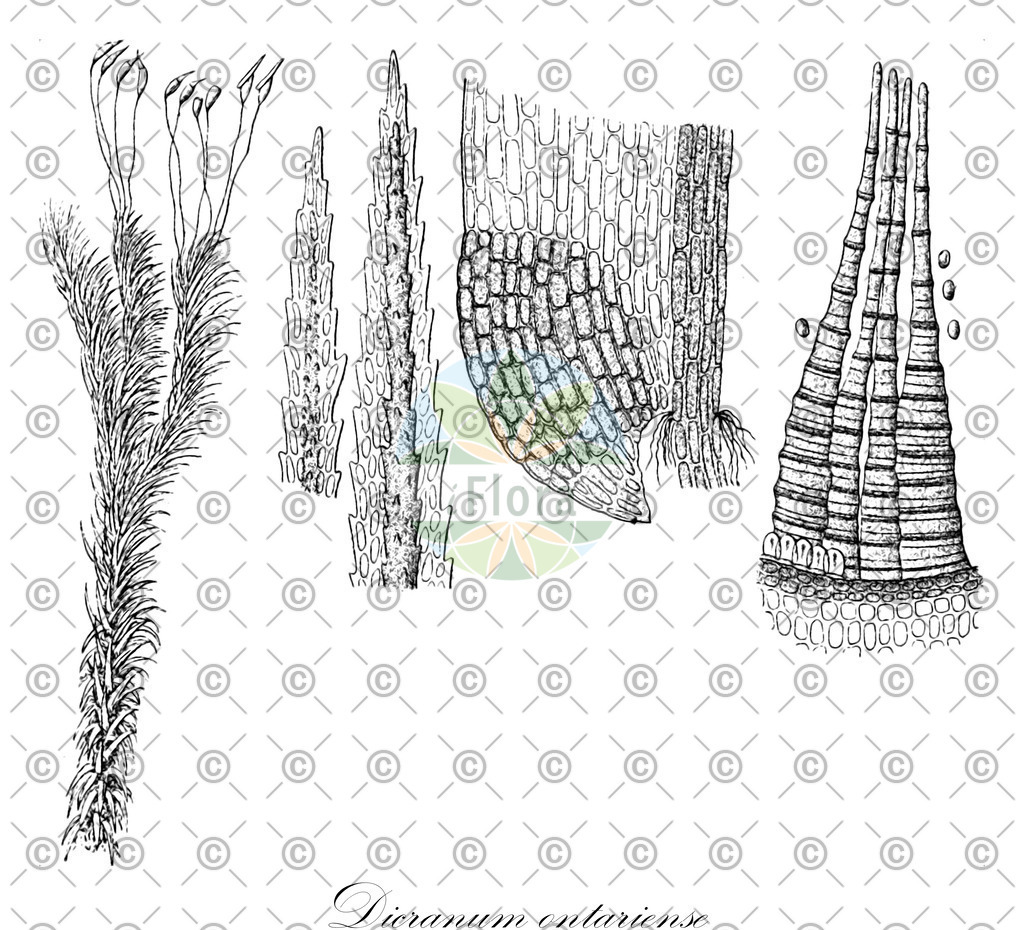 HistAbb_wfo-0000943009_1_ENZY_Simple | Historische Abbildung von Dicranum ontariense - Dicranaceae | Historical Illustration of Dicranum ontariense - Dicranaceae
