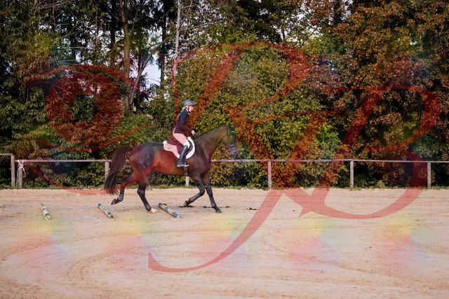 2026_10_03_Siefer-Hof_143956_Z81_10413118 | Professionelle Reitsport-, Turnier- und Eventfotografie von Robert Broda. Galerien mit ausgewählten und bearbeiteten Bildern direkt online ansehen und bestellen.