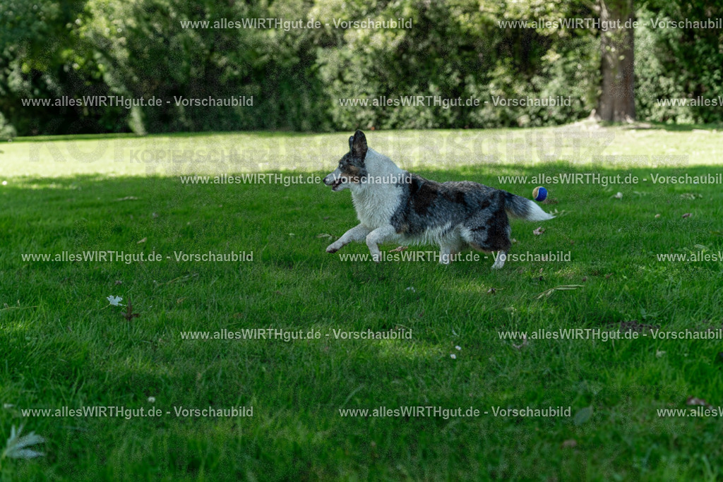 Hundeschwimmen_Volksbad_2026-allesWIRTHgut_Tierfotografie-2609061320-7R500641 | Professionelle Tierfotografie in Mönchengladbach von Daniel Wirth (allesWIRTHgut). Liebevolle & natürliche Bilder von Hunden & Katzen für unvergessliche Erinnerungen.