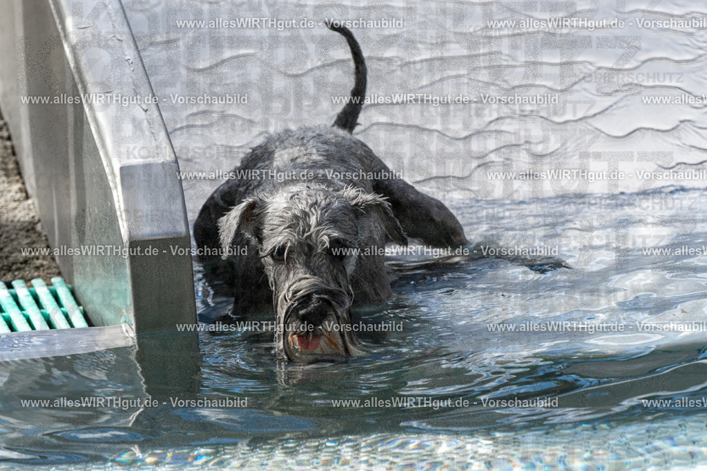 Hundeschwimmen_Volksbad_2026-allesWIRTHgut_Tierfotografie-2609061505-FAY07098 | Professionelle Tierfotografie in Mönchengladbach von Daniel Wirth (allesWIRTHgut). Liebevolle & natürliche Bilder von Hunden & Katzen für unvergessliche Erinnerungen.