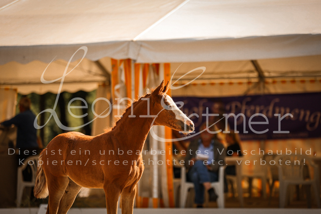 10.DoRP00206 | Leoni Ertmer Photography - Realisiert mit Pictrs.com