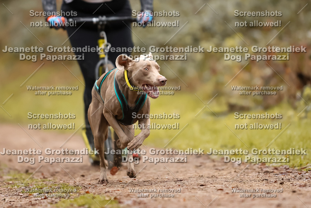 Dog Paparazzi - Speedhunter Mannheim  2025-50 | Dog Paparazzi Jeanette Grottendiek Fotografie & Videografie