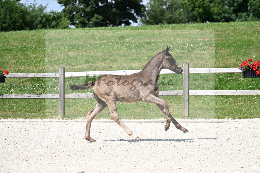 Kat-Nr. 9 Feliciano x San Amour I_HF_Niedermair_15250268 | hf-fotografie - Realisiert mit Pictrs.com