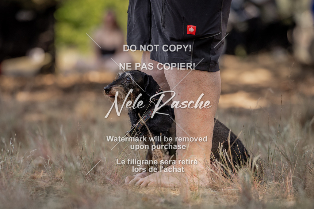 nelerasche_soDD2_20 | nelerasche