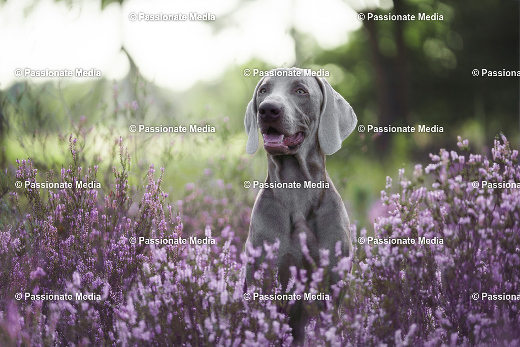 _DSC2949 | Passionate Media, dein Fotograf aus Brandenburg, Märkisch Oderland, im Bereich Motorsport, Autos und Motorräder sowie Events und auch Hunde. Shootings oder auch Eventbegleitungen können bei mir gebucht we