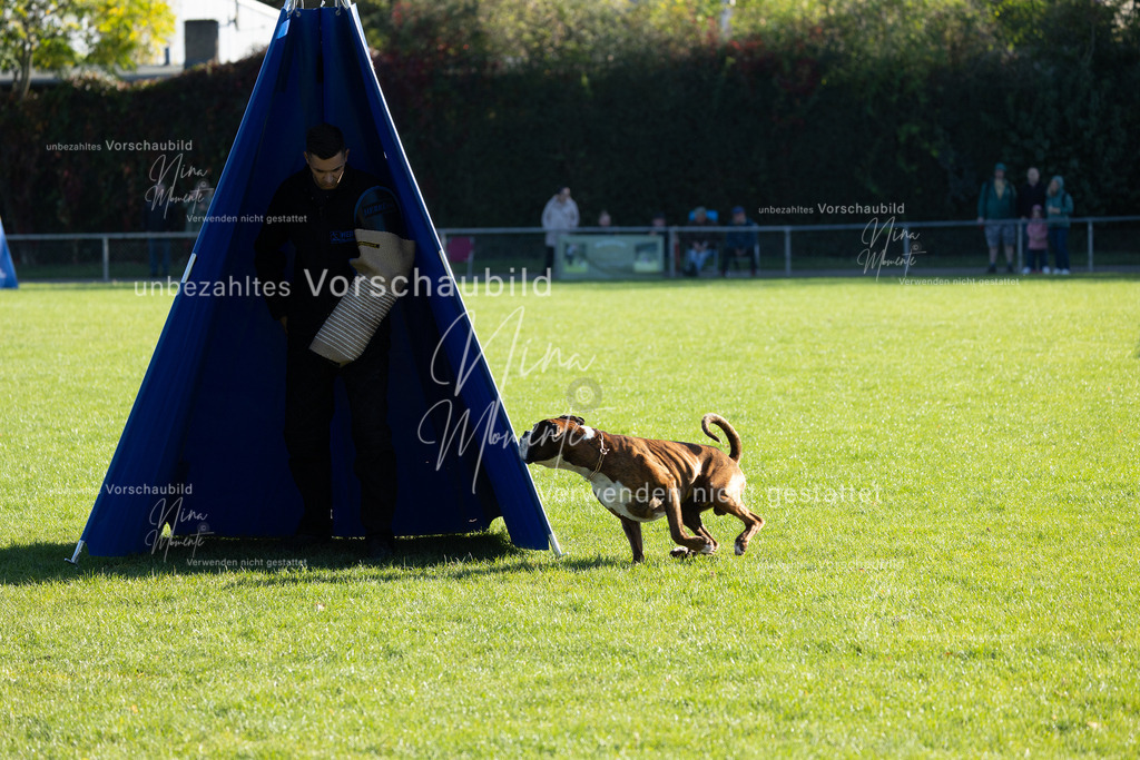 _16A5001 | Einzigartige Fotos von Hunden & Menschen –Actionfotos, Portraits, Vereinsaufnahmen & Paarshootings – authentisch, lebendig & mit Herz.