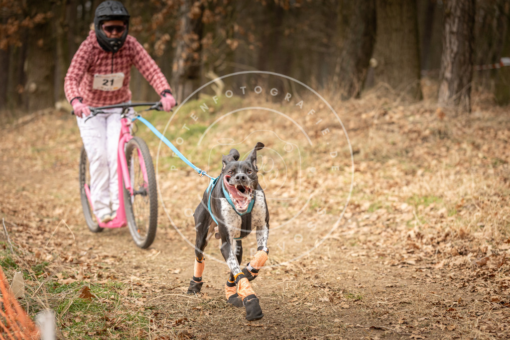 Pfotenfotografie_DV3A4202 | Hundefotografie, Tierfotograf, Pfotenfotografie, Fotoshooting Hund, Hunde Portrait, Hundesport, Hundeportraits, Heideshooting, Hunde, Sportfotograf, Hundefotograf, Turnierhundsport, THS,  - Realisiert mit Pictrs.com