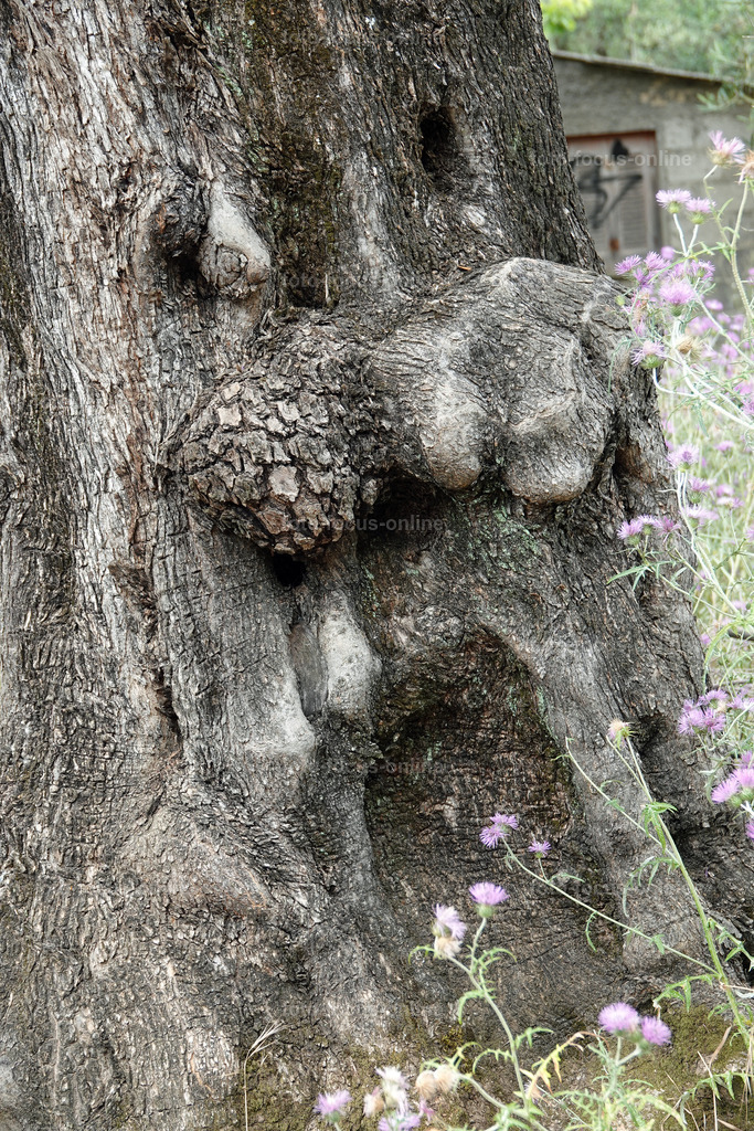 ugly trees | foto-focus-online