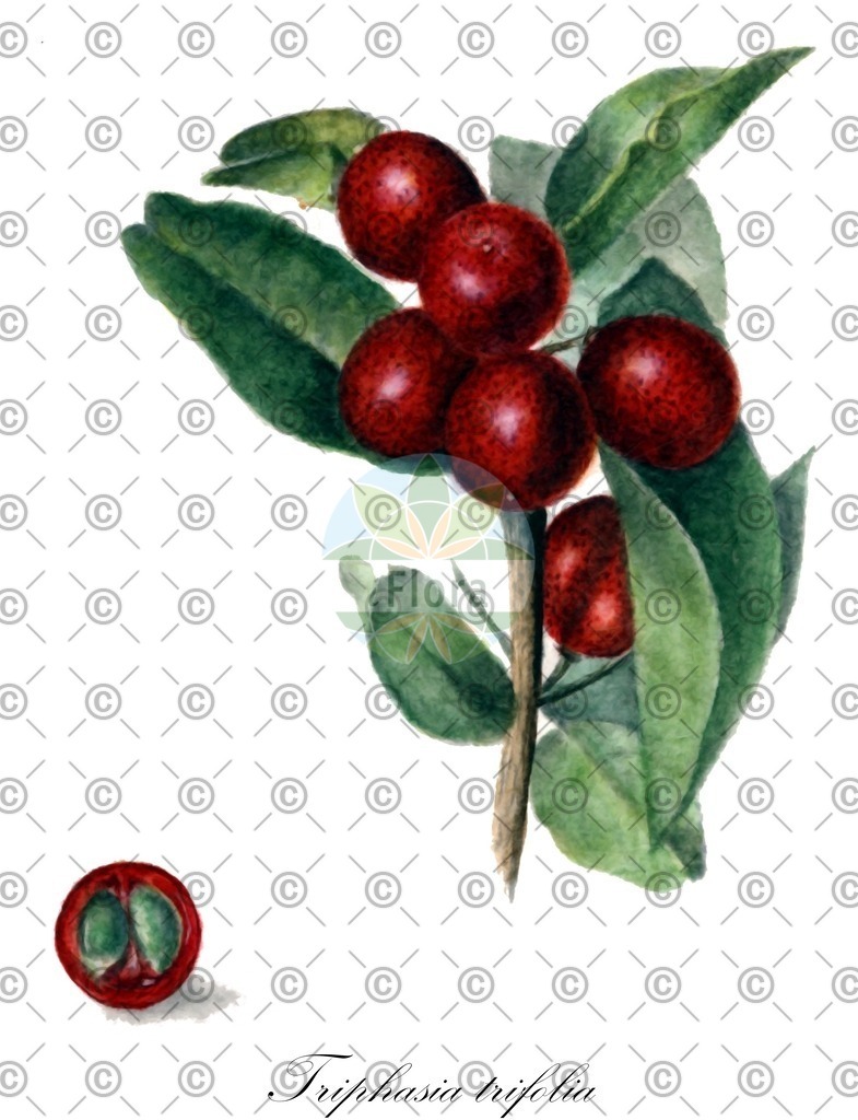 HistAbb_wfo-0001139002_1_ENZY_Simple | Historische Abbildung von Triphasia trifolia - Rutaceae | Historical Illustration of Triphasia trifolia - Rutaceae