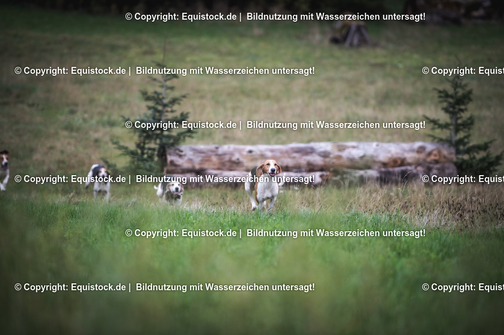 20241013_Jagd-Marbach_0267 | Foto: Thomas Hartig