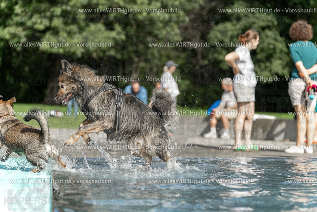 Hundeschwimmen_Volksbad_2026-allesWIRTHgut_Tierfotografie-2609061531-7R501590 | Professionelle Tierfotografie in Mönchengladbach von Daniel Wirth (allesWIRTHgut). Liebevolle & natürliche Bilder von Hunden & Katzen für unvergessliche Erinnerungen.
