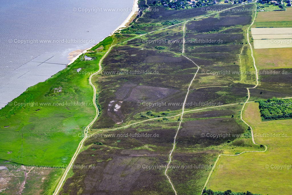 Sylt_Braderup_Braderupper_Heide_ELS_5322130625 | WENNINGSTEDT-BRADERUP (SYLT) 21.06.2025 Küstenbereich der Nordsee - Insel in Wenningstedt-Braderup (Sylt) Braderupper Heide Landschaft im Bundesland Schleswig-Holstein. // Coastal area of a??a??the North Sea - island in Wenningstedt-Braderup (Sylt) Braderupper Heide landscape in the state of Schleswig-Holstein. Foto: Martin Elsen