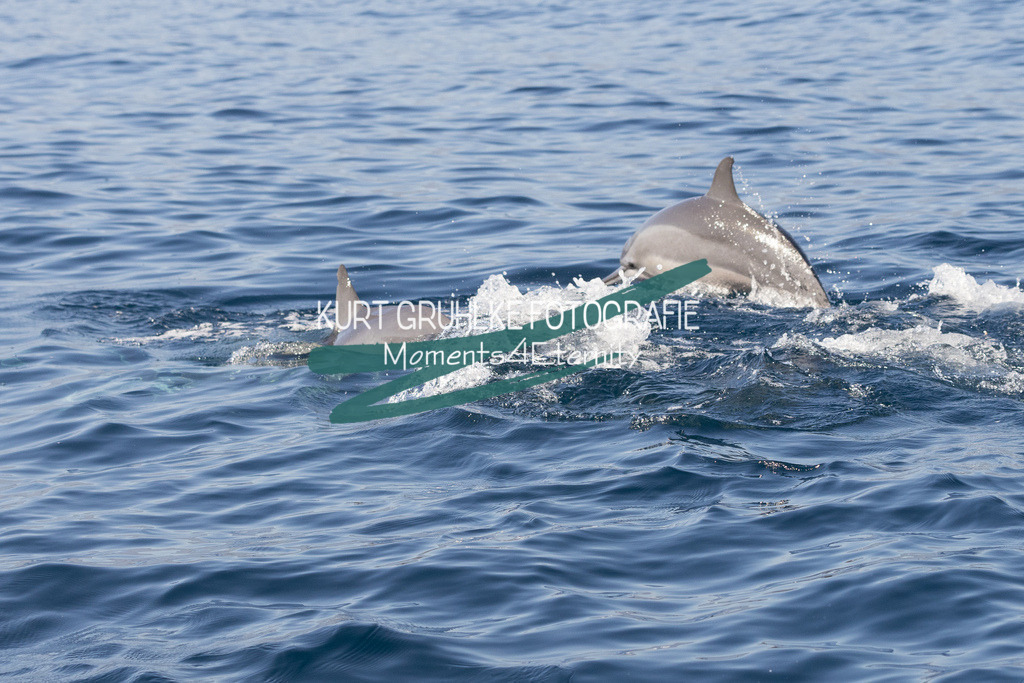 230721-1654 | onlinegalerie und Fotoshop Kurt Gruhlke Fotograf Berlin
Hochzeitsfotograf Eventfotograf Portraitfotografie
 - Realisiert mit Pictrs.com