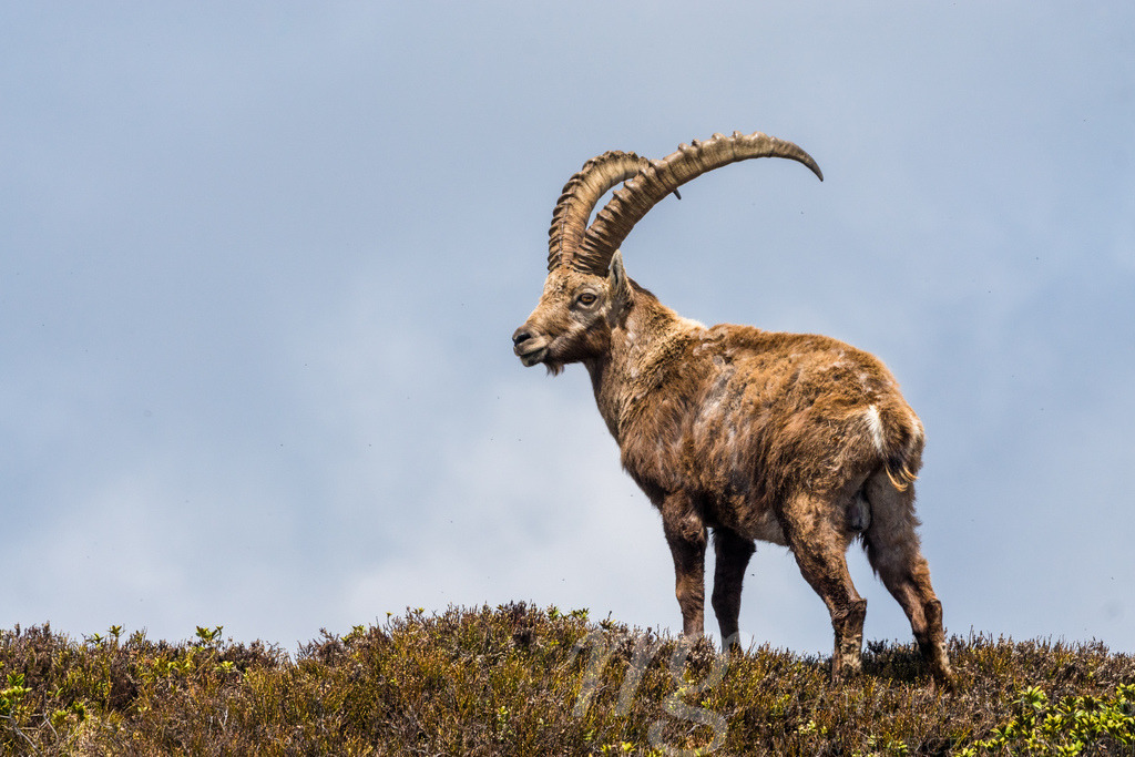 männlicher Steinbock, der König der Alpen | a beautiful male ibex on a Ridge of the Swiss Alps - Realisiert mit Pictrs.com
