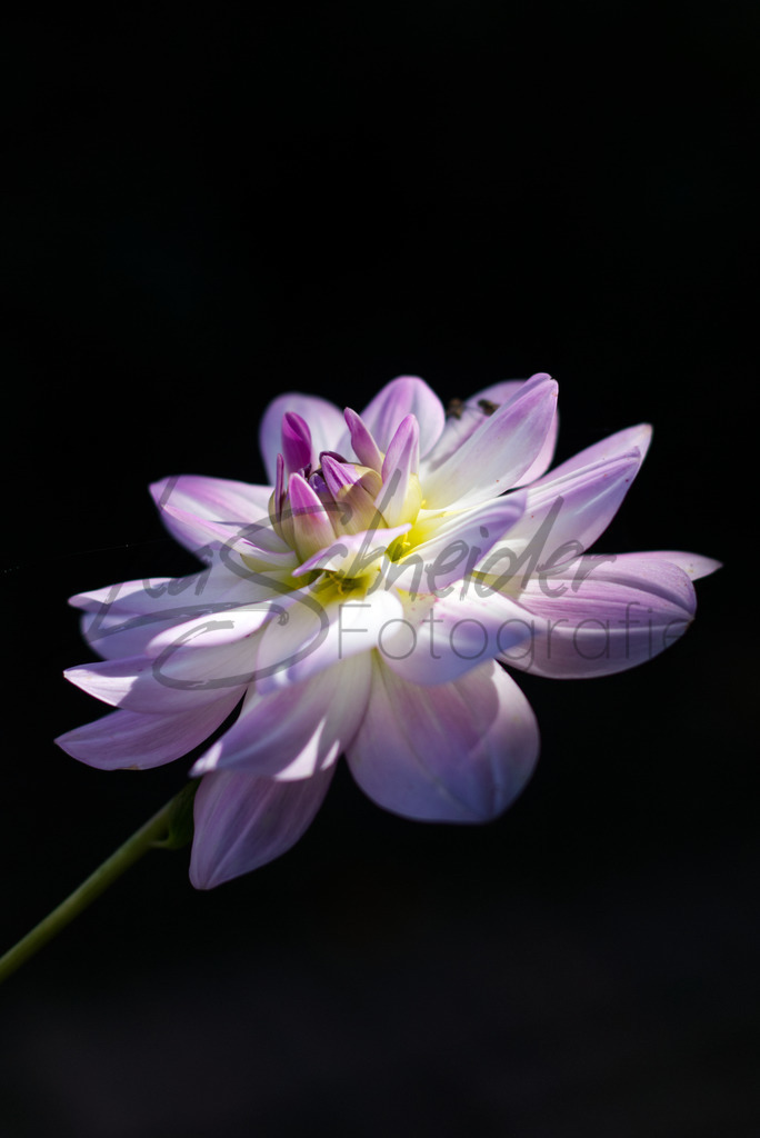 Natur & Tiere 15 | Blume - Realisiert mit Pictrs.com