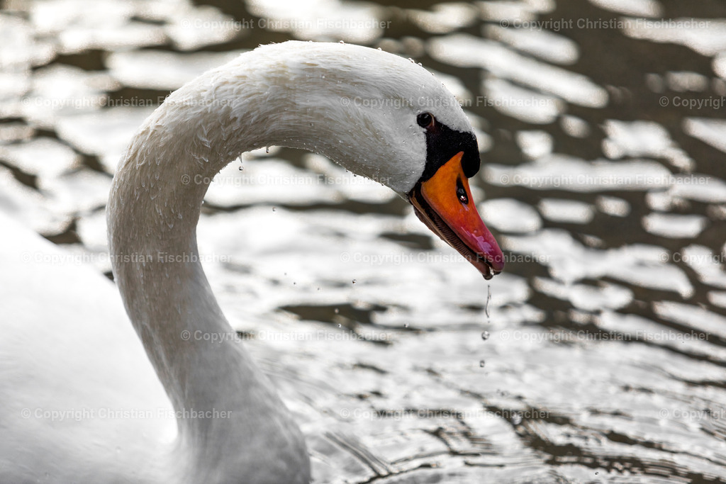 Fotos_Copyright_Chri_Fischbacher_Druck-287 | Bildershop Chri Fischbacher - Realisiert mit Pictrs.com