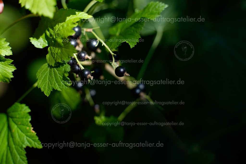 Black currants D | Schwarze Johannisbeeren am Strauch im Garten vor dunklem Hintergrund. Ribes nigrum. Sie werden von einem Sonnenstrahl angeleuchtet. Natürliches Licht.