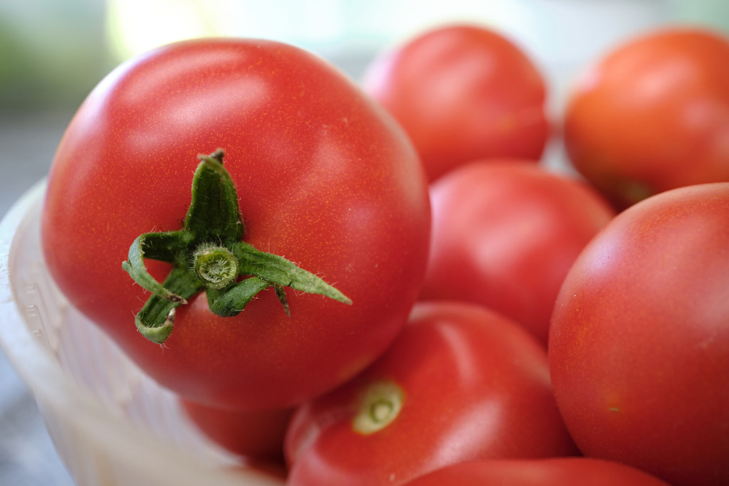 Korb mit geernteten roten Tomaten | Burgenland, Austria - July 23, 2023: Korb mit geernteten roten reifen Tomaten. - Realisiert mit Pictrs.com