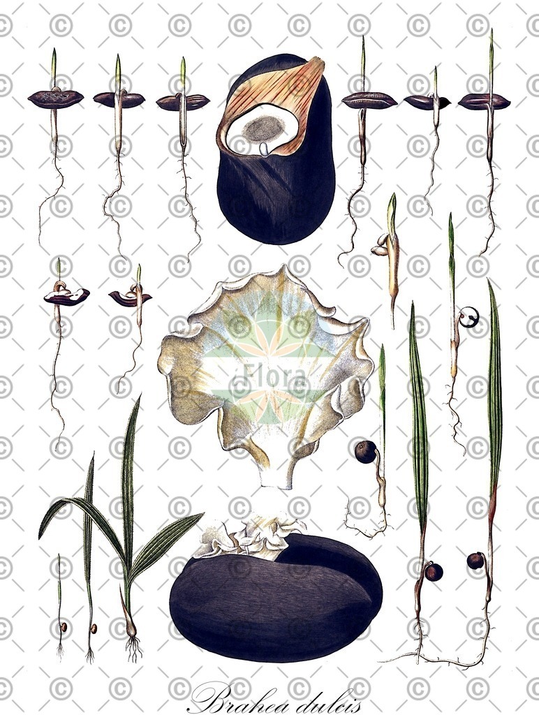 HistAbb_wfo-0000390644_3_ENZY_Simple | Historische Abbildung von Brahea dulcis - Arecaceae | Historical Illustration of Brahea dulcis - Arecaceae