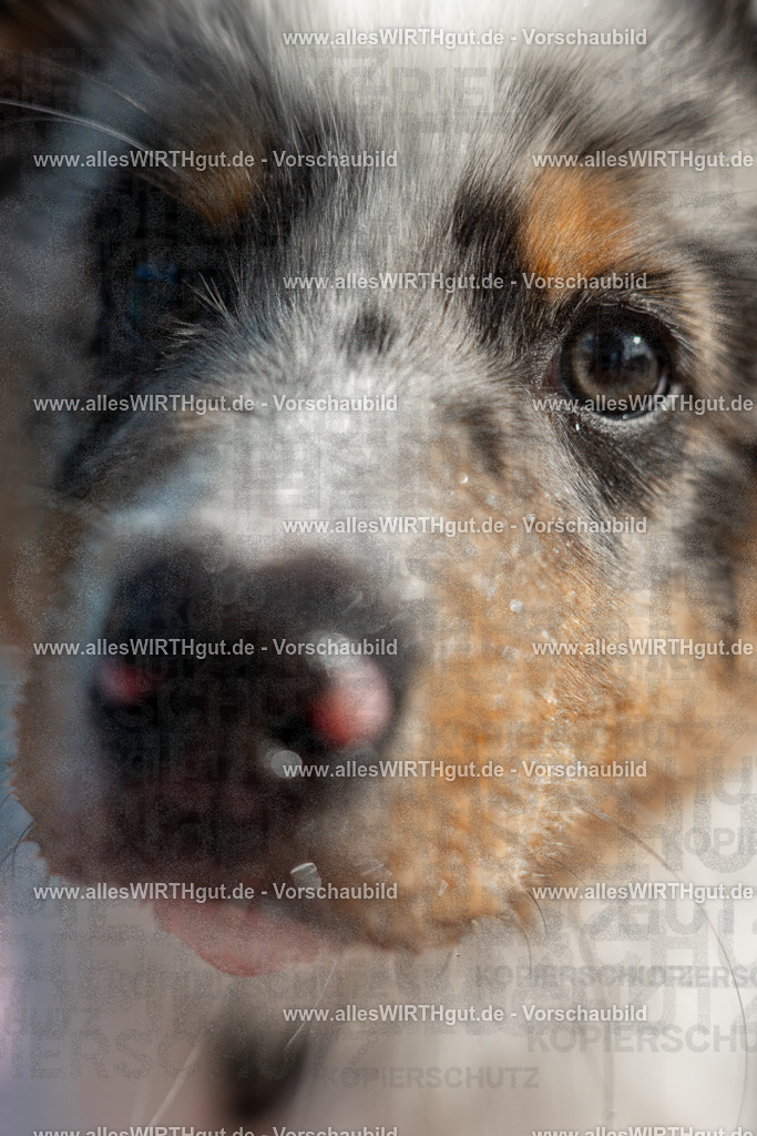 Hundeschwimmen_Volksbad_2026-allesWIRTHgut_Tierfotografie-2609061459-7R501268 | Professionelle Tierfotografie in Mönchengladbach von Daniel Wirth (allesWIRTHgut). Liebevolle & natürliche Bilder von Hunden & Katzen für unvergessliche Erinnerungen.