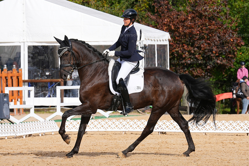 02-204-DRESSUR L_  -Marixx-4842 | working equitationturnier fotograf videograf stoibphotography marixx film working equitation deutschland reitsport turnierfotografie eventfotografie equestrian events