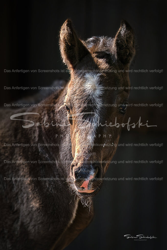 "Elli" | Ein Fohlen mit neugierigem Blick in die Kamera - Realisiert mit Pictrs.com