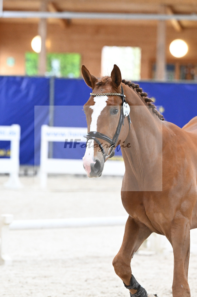 Kat-Nr. 6 Amir VT Z v. Aganix Du Seigneur_Neukirch_7240188 | hf-fotografie - Realisiert mit Pictrs.com
