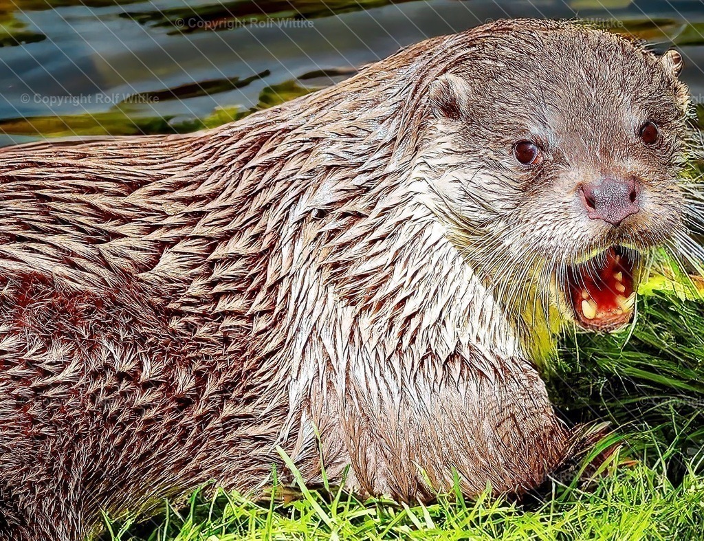 fischotter1.1 | der fauchende Fischotter - Realisiert mit Pictrs.com