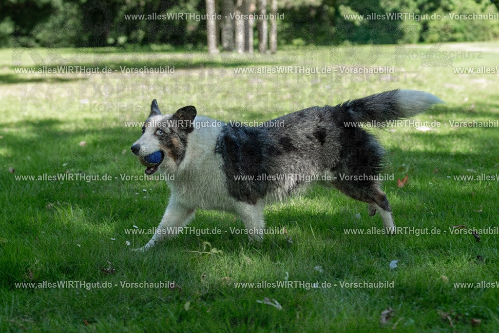 Hundeschwimmen_Volksbad_2026-allesWIRTHgut_Tierfotografie-2609061321-7R500652 | Professionelle Tierfotografie in Mönchengladbach von Daniel Wirth (allesWIRTHgut). Liebevolle & natürliche Bilder von Hunden & Katzen für unvergessliche Erinnerungen.