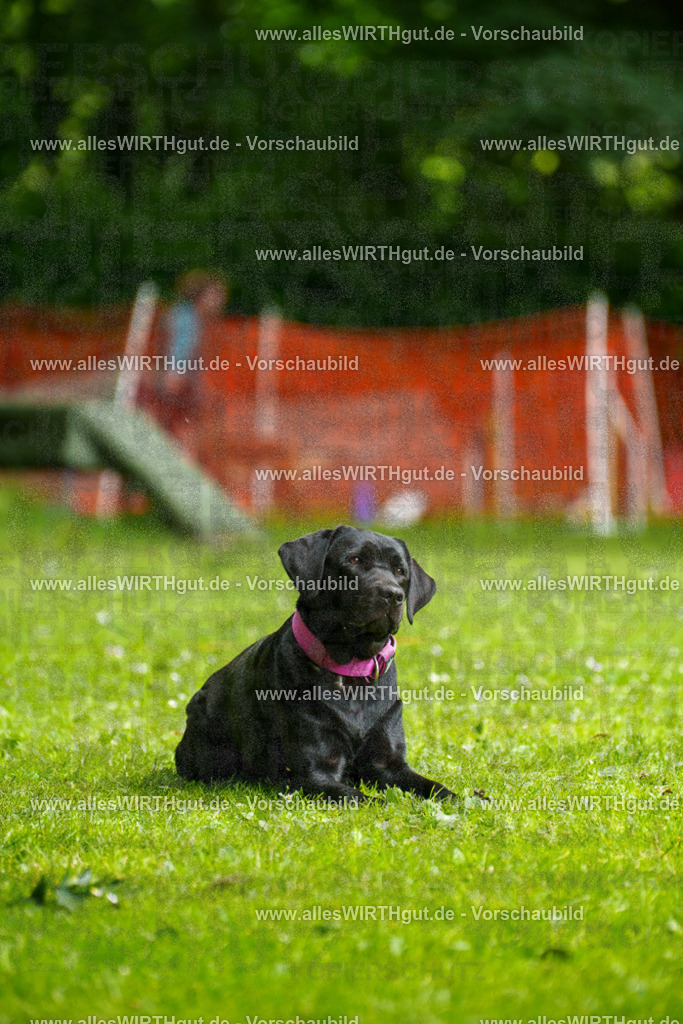 @allesWIRTHgut_Tierfotografie - www.allesWIRTHgut.de - 101519-7R508222 | Professionelle Tierfotografie in Mönchengladbach von Daniel Wirth (allesWIRTHgut). Liebevolle & natürliche Bilder von Hunden & Katzen für unvergessliche Erinnerungen.