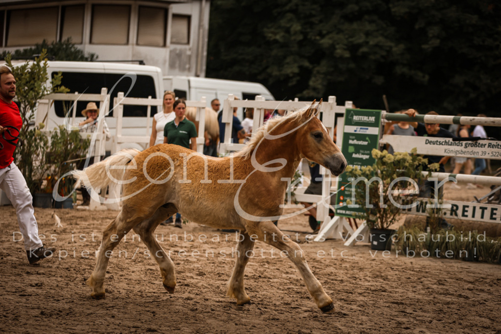 SaHF00041 | Leoni Ertmer Photography - Realisiert mit Pictrs.com