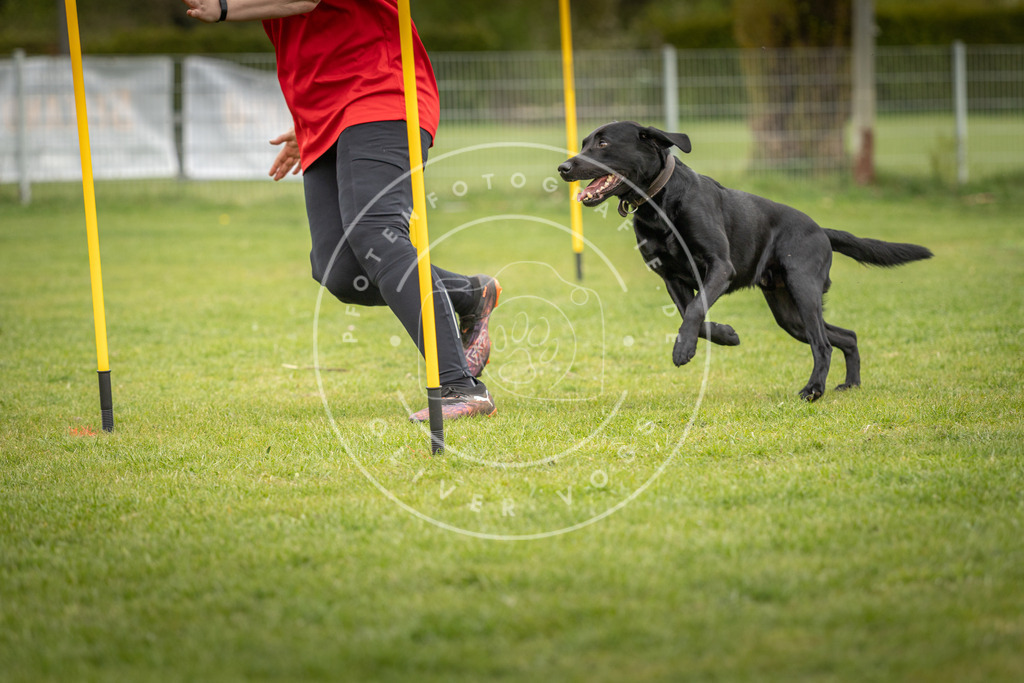 Pfotenfotografie_DV3A0401 | Hundefotografie, Tierfotograf, Pfotenfotografie, Fotoshooting Hund, Hunde Portrait, Hundesport, Hundeportraits, Heideshooting, Hunde, Sportfotograf, Hundefotograf, Turnierhundsport, THS,  - Realisiert mit Pictrs.com