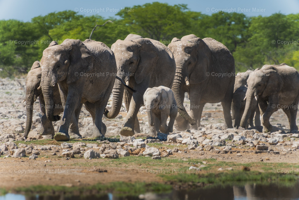 Etosha_Nationalpark_Namibia-563 | piet_flosse
