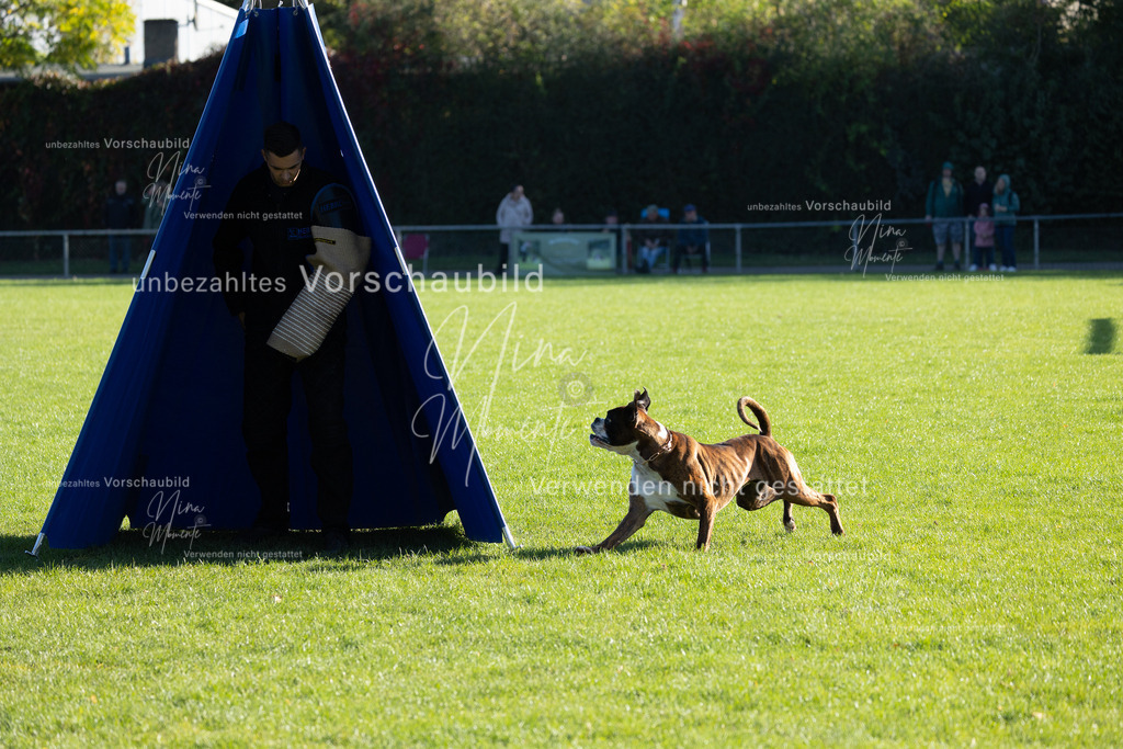 _16A5000 | Einzigartige Fotos von Hunden & Menschen –Actionfotos, Portraits, Vereinsaufnahmen & Paarshootings – authentisch, lebendig & mit Herz.