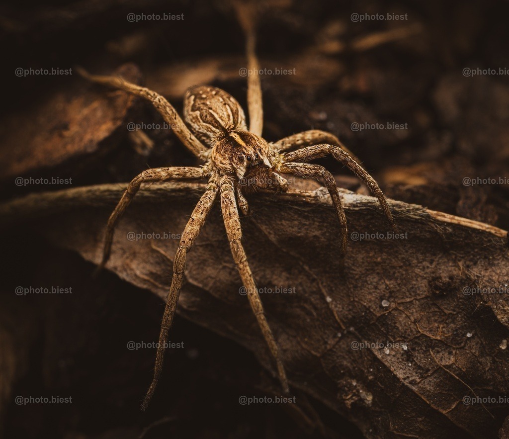 Listspinne | Eine klitzekleine Spinne ganz groß. Im Laub des letzten Herbstes. - Realisiert mit Pictrs.com
