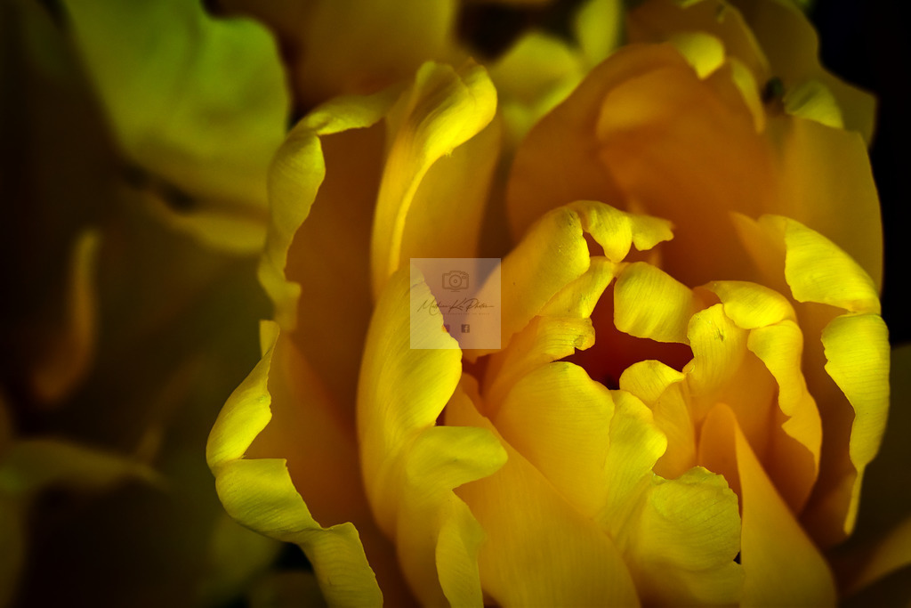 Makro - floral (6) | Buche Fotoshootings und entdecke hochwertige Fotoprodukte bei Mathias Ku Photos. Personalisiert, kreativ & mit Liebe zum Detail. Jetzt informieren! - Realisiert mit Pictrs.com