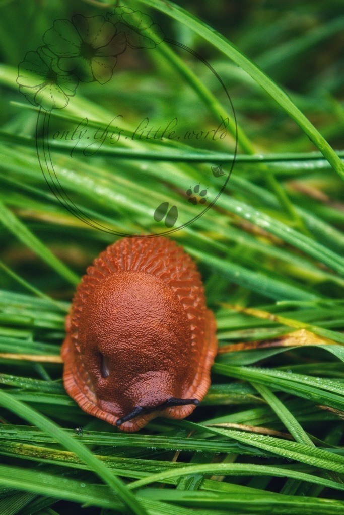 IMG_7705-01 | only.this.little.world - Realisiert mit Pictrs.com