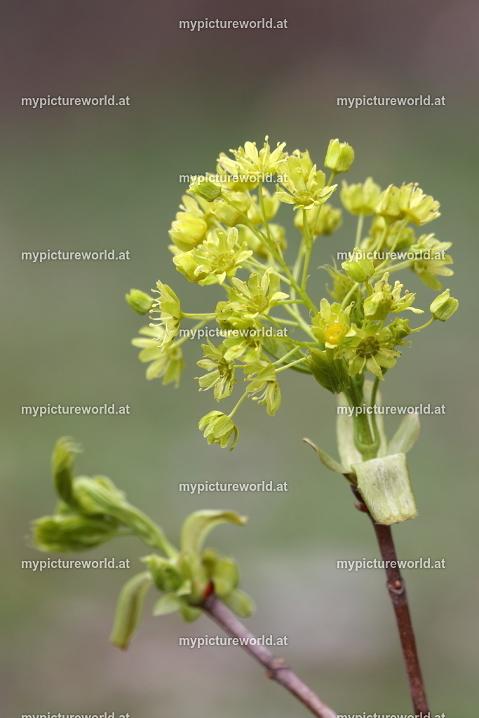 Spitz-Ahorn-005 | Das Bilderarchiv über Tiere, Planzen und Landschaften. In der Bilddatenbank finden Sie ein große Auswahl an hochwertigen Bilder für Ihre Werbung - Realisiert mit Pictrs.com