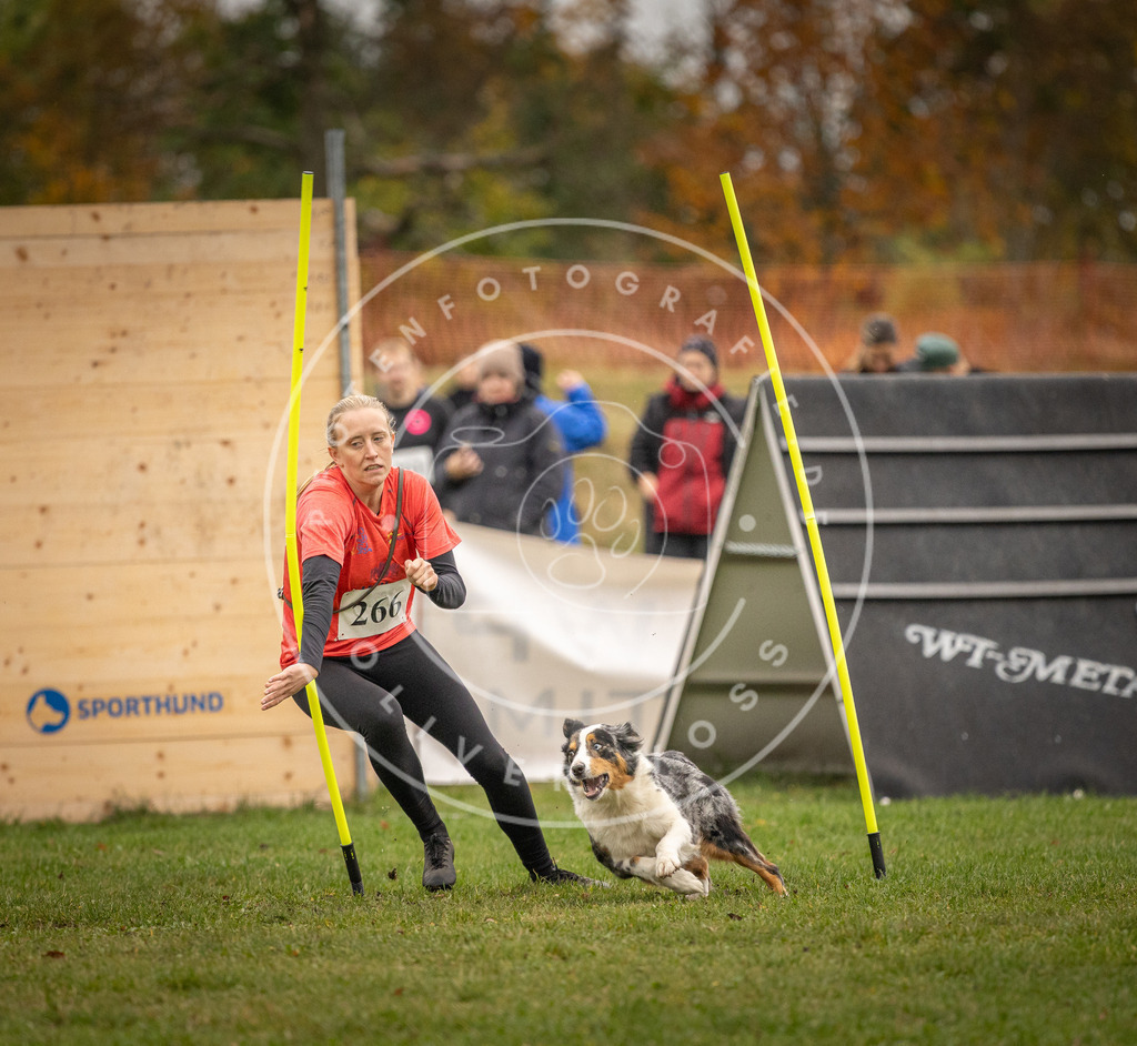 Pfotenfotografie_DV3A7079 | Hundefotografie, Tierfotograf, Pfotenfotografie, Fotoshooting Hund, Hunde Portrait, Hundesport, Hundeportraits, Heideshooting, Hunde, Sportfotograf, Hundefotograf, Turnierhundsport, THS,  - Realisiert mit Pictrs.com
