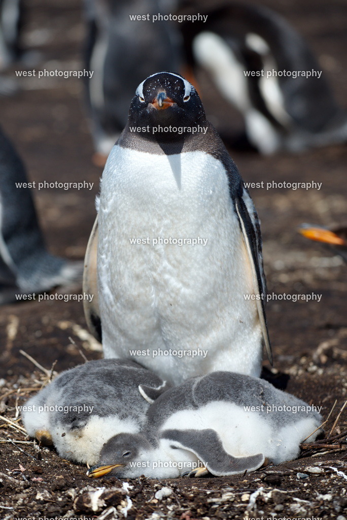 Gentoo Penguin with Chicks 3 SLI - FLK 2014 | west photography - Realisiert mit Pictrs.com