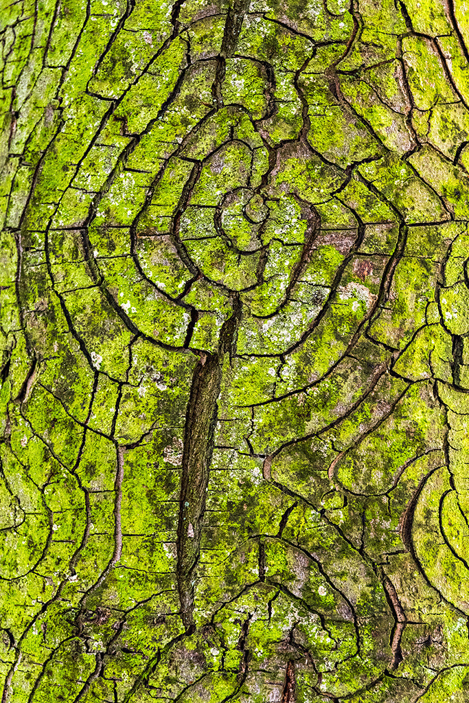 Rinde einer Rosskastanie | Best.-Nr. d_2021_07_0041 - Realisiert mit Pictrs.com