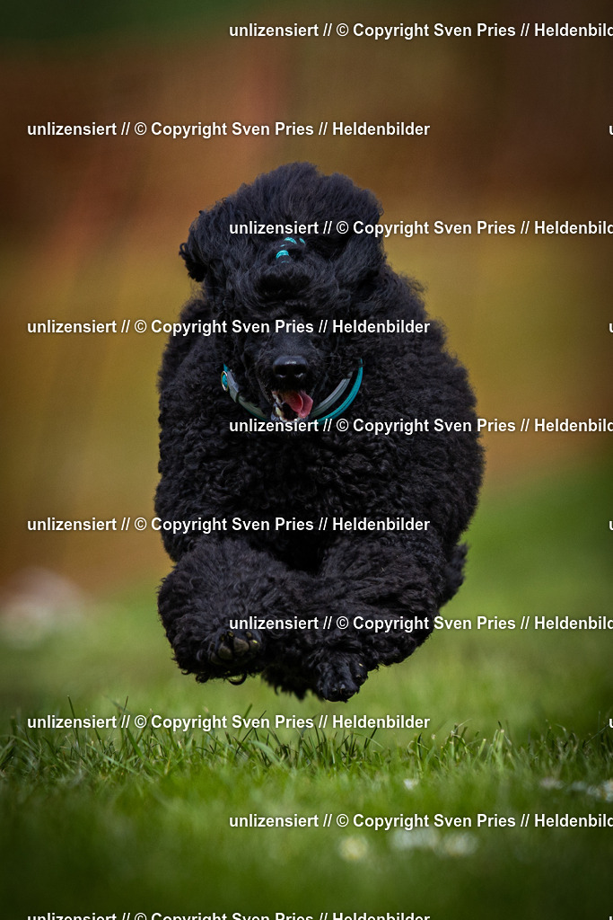 Sven Pries | 2025-04-13 - Hunderennen Baden-Baden - Realisiert mit Pictrs.com