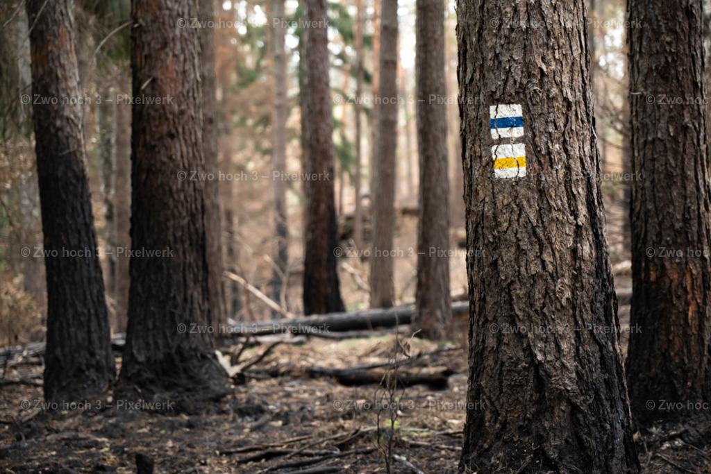 Rosssteig_Nahe_Kleiner_Kuhstall_Waldbrand_Wegmarkierung | 2022-08-30_Waldbrandgebiete_1 - Realisiert mit Pictrs.com