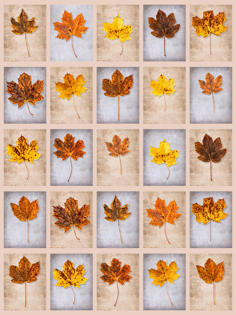 25 Ahorn-Blätter | Schöne Fotografien aus der Stadt und der Natur zum bestellen oder selber hochladen. Druck auf Foto, Postkarte, Kalender, FineArt Hahnemühle, Alu-Dibond , Akustikbilder zur Absorption von Schall und Lärm etc. - Realisiert mit Pictrs.com