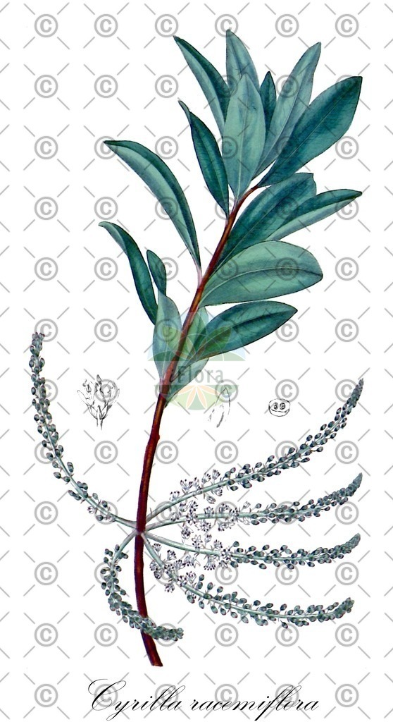 HistAbb_wfo-0000635059_1_ENZY_Simple | Historische Abbildung von Cyrilla racemiflora - Cyrillaceae | Historical Illustration of Cyrilla racemiflora - Cyrillaceae (titi;virginia sweetspire;virginia-tea)