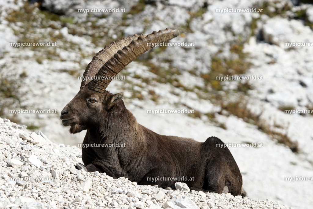 Alpensteinbock-135 | Das Bilderarchiv über Tiere, Planzen und Landschaften. In der Bilddatenbank finden Sie ein große Auswahl an hochwertigen Bilder für Ihre Werbung - Realisiert mit Pictrs.com
