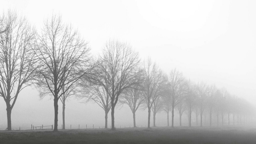 Lindenallee im Nebel | Wahlscheider Lindenallee - Realisiert mit Pictrs.com